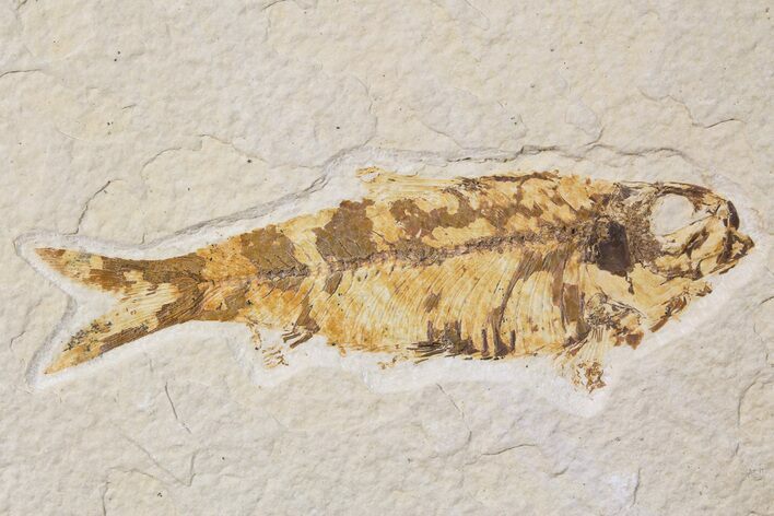Bargain, Fossil Fish (Knightia) - Wyoming #89170